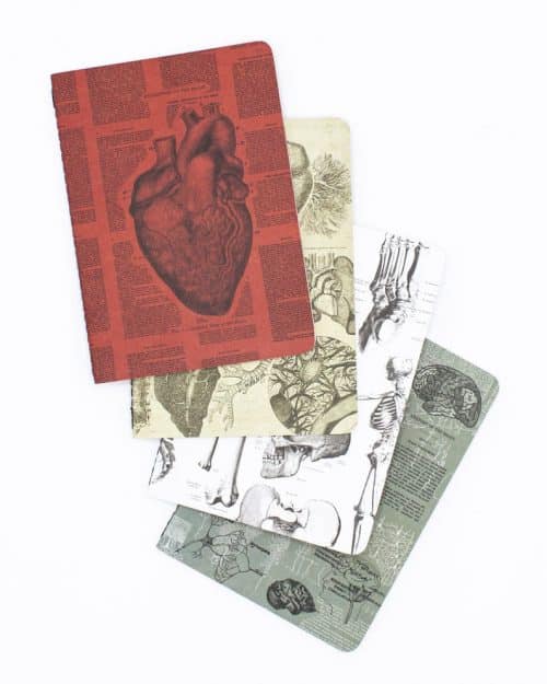 Anatomy Pocket Notebooks Set of 4