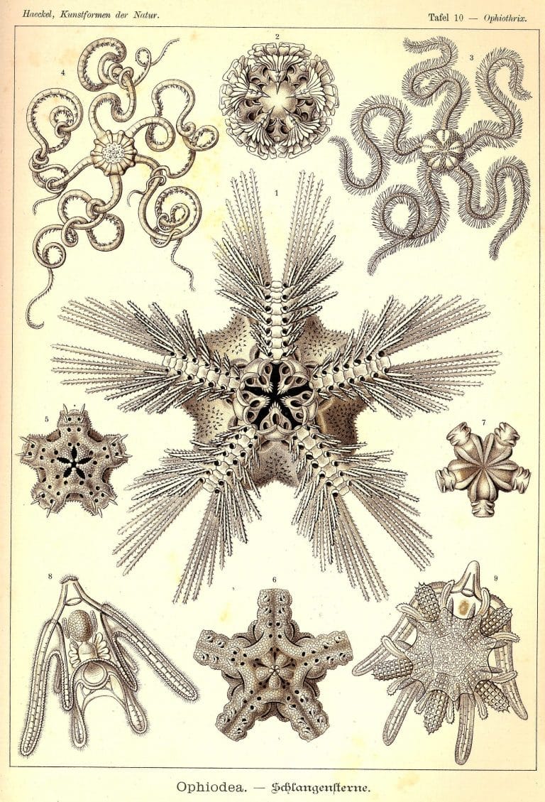 Ernst Haeckels Drawings 10 Ophiodea