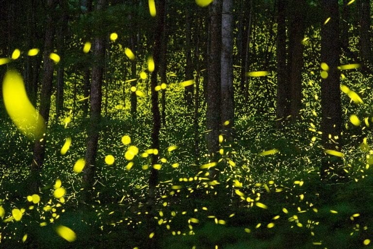 Why Do Fireflies Flash in Unison? | Video | Abakcus