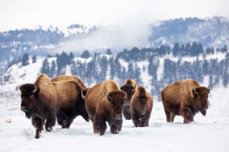 -37F Winter in Yellowstone National Park